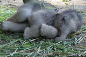 sleeping-elephant